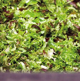 Frisch geschnittener grüner Salat mit verschiedenen Grüntönen und einem Hauch von Rot, der eine lebendige, strukturierte Salatgrundlage bildet.